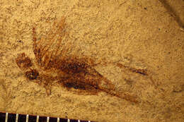 Image de <i>Pronemobius tertiarius</i> (Scudder & S. H. 1878)