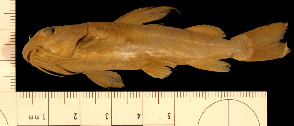 Image of Chrysichthys