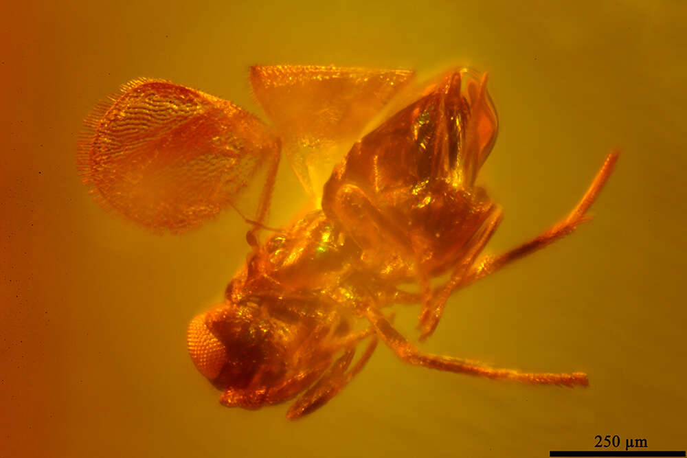 Image de Encyrtidae