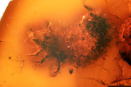 Image of eupelmid wasps
