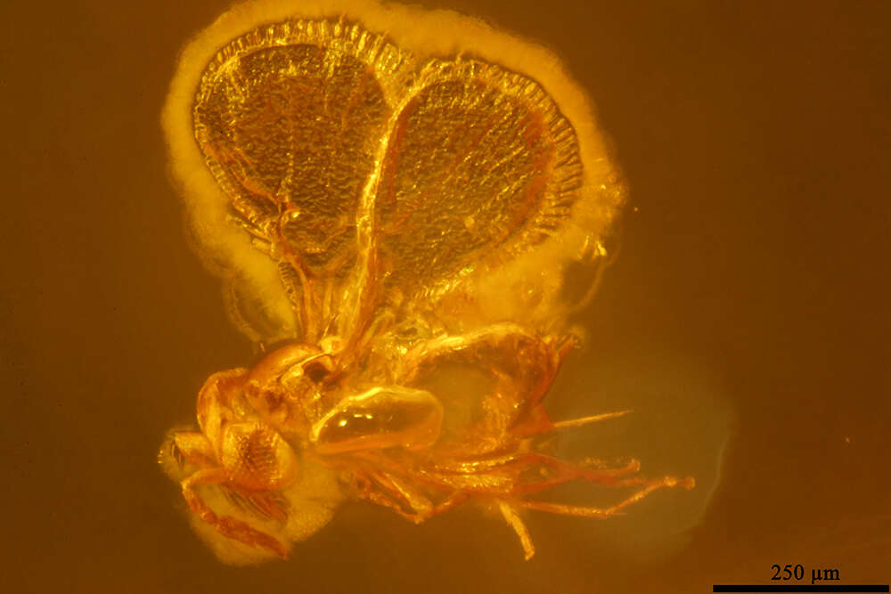 Image of trichogrammatid wasps