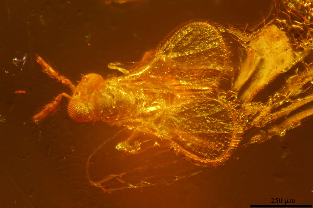 Image of trichogrammatid wasps