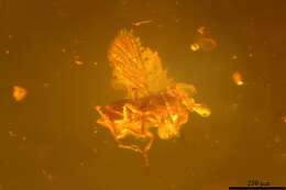 Image of trichogrammatid wasps