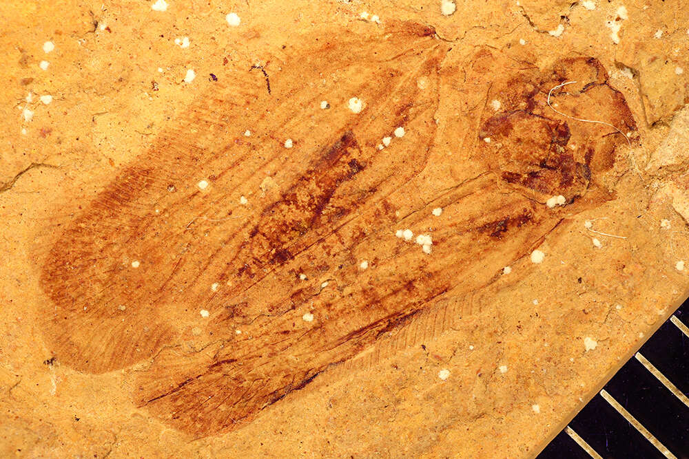 Image of <i>Lithopsis fimbriata</i> Scudder 1878
