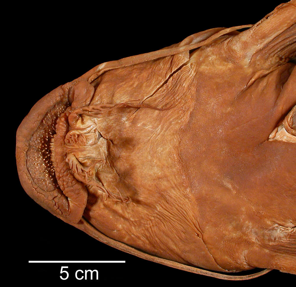 Image of Synodontis tanganyicae Borodin 1936