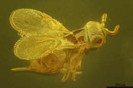 Image of encyrtids