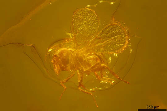 Image of trichogrammatid wasps