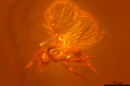 Image of trichogrammatid wasps