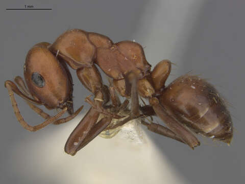 Imagem de Polyergus breviceps Emery 1893