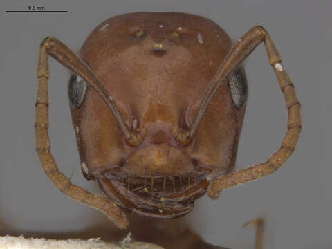 Imagem de Polyergus breviceps Emery 1893