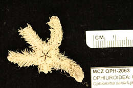 Image of Ophioplinthaca sarsii (Lyman 1878)
