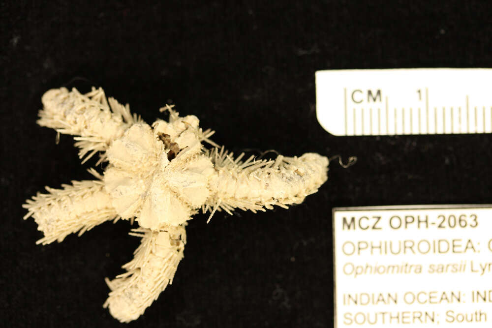 Image of Ophioplinthaca sarsii (Lyman 1878)