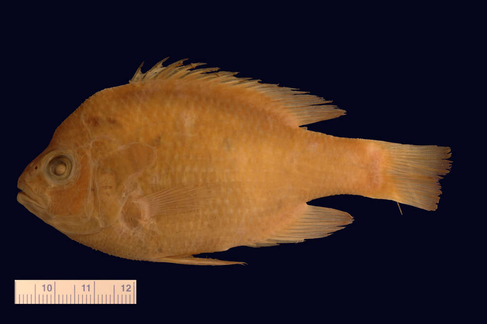 Sivun Lepomis marginatus (Holbrook 1855) kuva