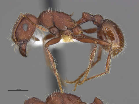 Image of Pogonomyrmex salinus Olsen 1934