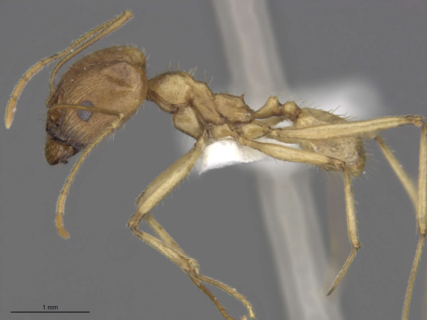 Pheidole vistana Forel 1914的圖片