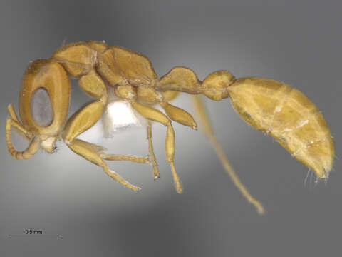 Image of Pseudomyrmex pallidus (Smith 1855)