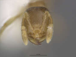 Image of Solenopsis salina Wheeler 1908