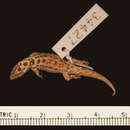 Plancia ëd Sphaerodactylus macrolepis macrolepis Günther 1859