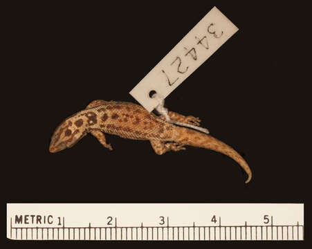 Image of Sphaerodactylus macrolepis macrolepis Günther 1859