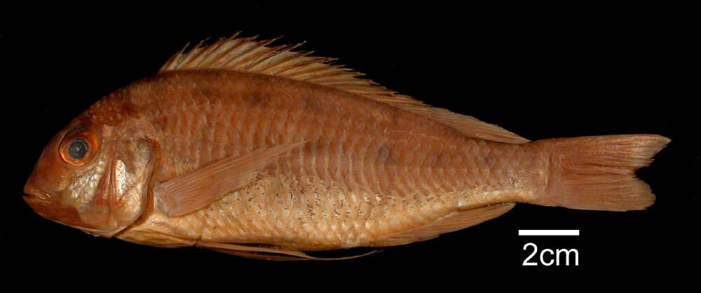 Image of Limnotilapia