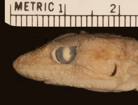 Image of Sierra Leone Wall Gecko