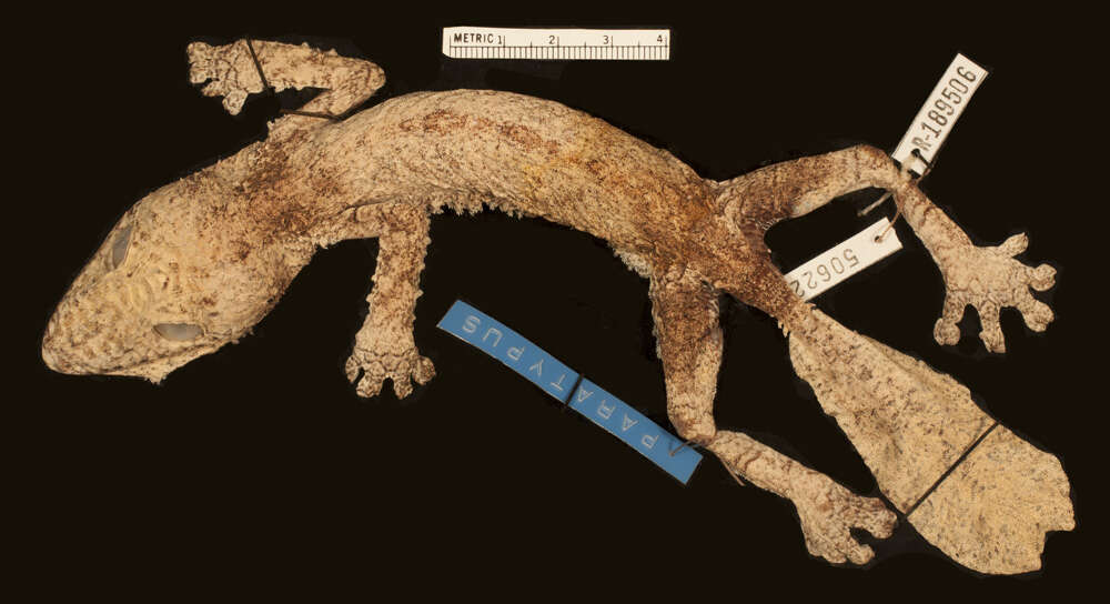 Image of Henkel’s flat-tailed gecko