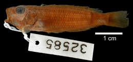 Lamprologus callipterus Boulenger 1906 resmi