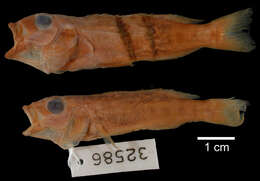 Lepidiolamprologus elongatus (Boulenger 1898) resmi