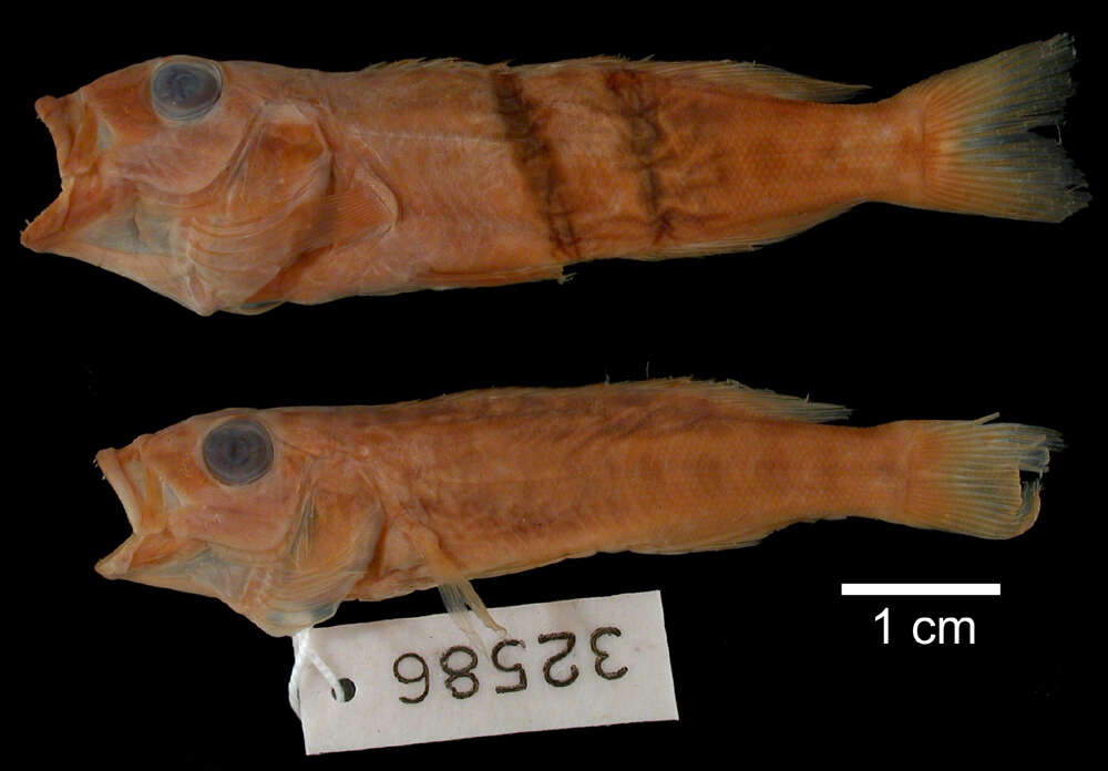 Image of Lepidiolamprologus elongatus (Boulenger 1898)