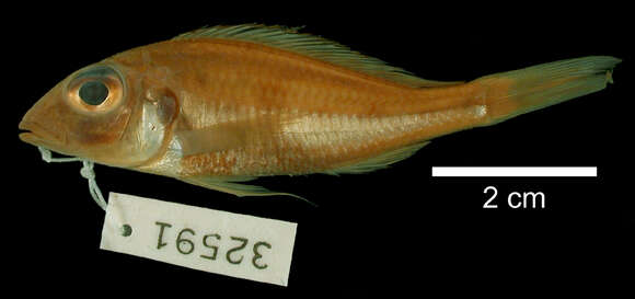 Callochromis resmi