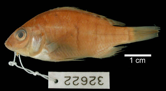 Image of Thoracochromis fasciatus (Perugia 1892)