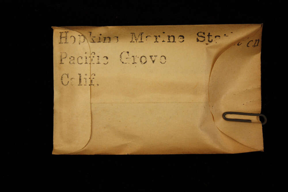 Image of Cheilostomatida Busk 1852