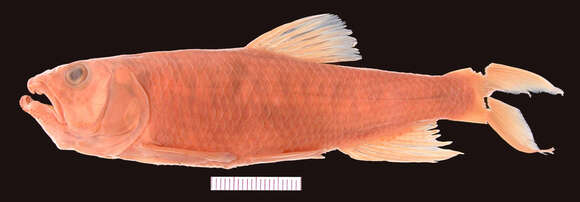 Imagem de Opsariichthys hainanensis Nichols & Pope 1927