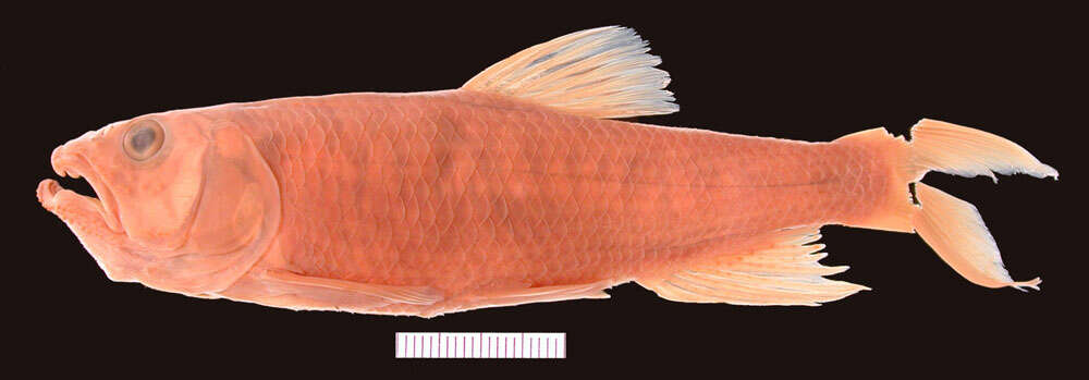 Image of Opsariichthys hainanensis Nichols & Pope 1927