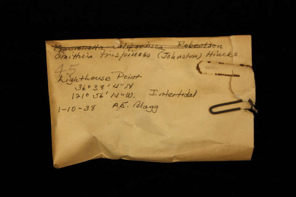 Image of Smittinidae Levinsen 1909