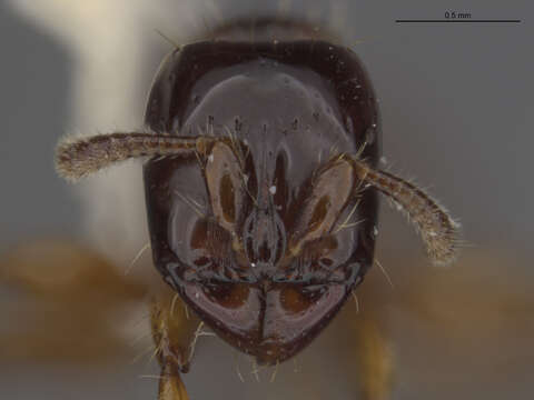 Image of Acanthostichus texanus Forel 1904