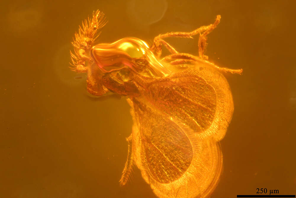 Image of trichogrammatid wasps