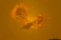 Image of trichogrammatid wasps