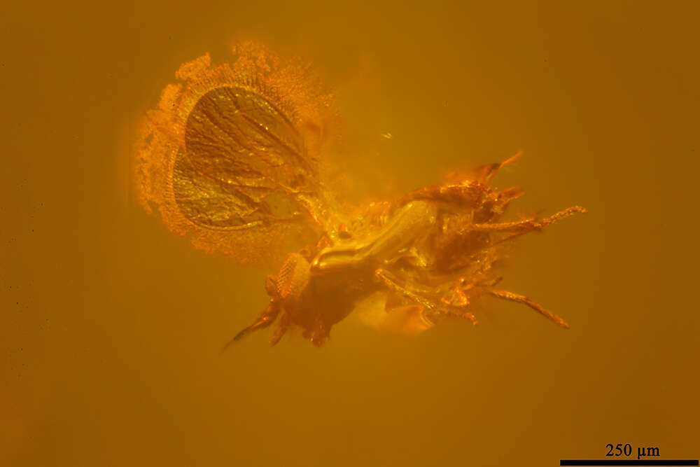 Image of trichogrammatid wasps