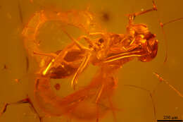 Image of Aphelinidae