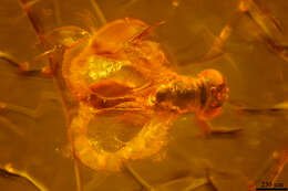 Image of Aphelinidae