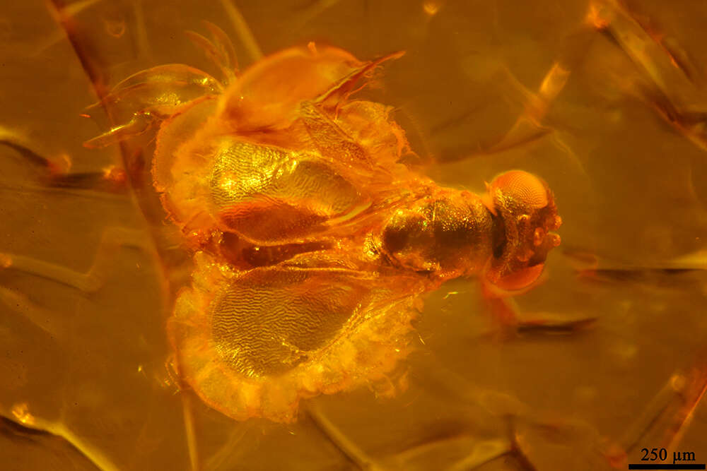 Image of Aphelinidae