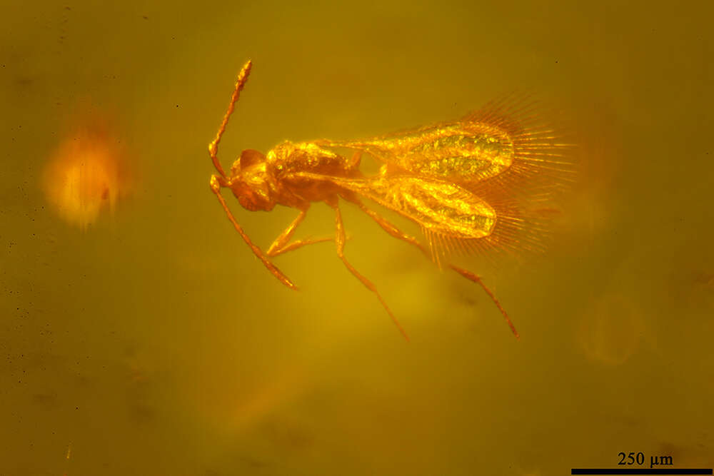 Image of Mymarommatoidea