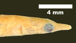 Plancia ëd Indostomus paradoxus Prashad & Mukerji 1929