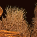 Image of Hairy Frog