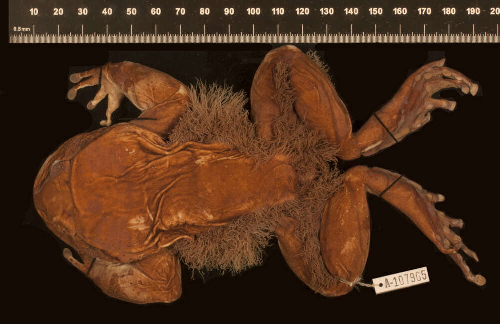 Plancia ëd Trichobatrachus Boulenger 1900