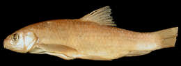 Image of Carasobarbus moulouyensis (Pellegrin 1924)