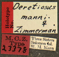 Image of Deretiosus manni Zimmerman 1938