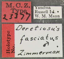 Image of Deretiosus fasciatus Zimmerman 1938