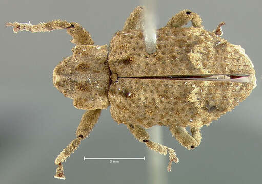 Image of Deretiosus